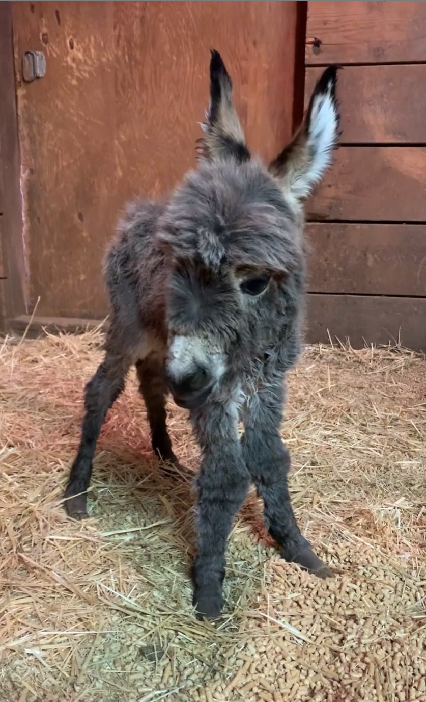 Stone House Mini Donkey Foal